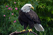 Eagle perched on a snag