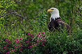 Eagle resting on the side of a cliff (summer)