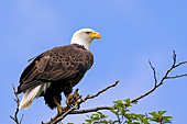 Bald eagle perched on a branch