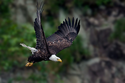 Morning Flight