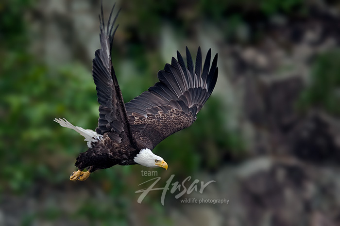 Bald eagle taking flight from a cliff
