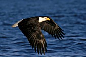 Eagle flying low over water