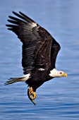 Bald eagle with fish