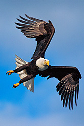 Into the Wind