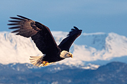 Mountain Majesty