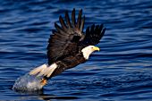 Bald eagle catching a fish