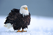 Adult eagle standing in snow & fluffing up its feathers