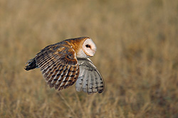 Silent Hunter -- Barn owl