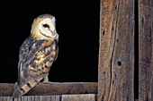Barn owl looking perched on a weathered windowsill