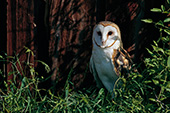 Barn owl perched outside a weathered barn