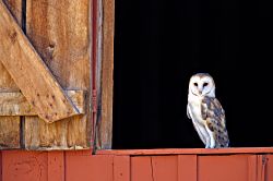 Proudly Perched - Barn Owl