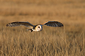 Barn owl flying low over prairie grass