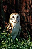 Barn owl perched outside a weathered barn