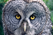 Great gray owl portrait