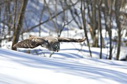 Silent Flight - Great Gray Owl