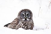 Great gray owl perched on the ground in snow
