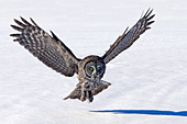 Great gray owl landing in a snowy field