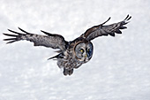 Great gray owl flying low over a snowy field