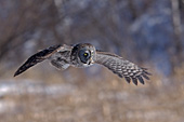 Great gray owl in flight