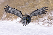Great gray owl flying low in search of prey