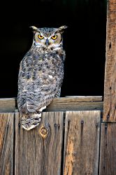 Nightime Hunter - Great Horned Owl