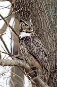 Great horned owl camouflaged in a tree