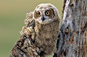 Fledgling great horned owl in a tree