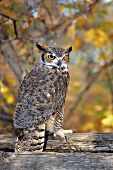 Great horned owl perched on a weathered fence