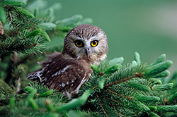 Birds