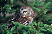 Saw-whet owl perched  in a pine tree