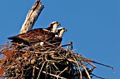 Nesting osprey pair