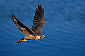 Peregrine falcon flying low over water