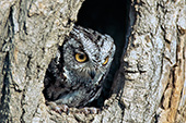 Gray screech owl in a tree hollow
