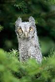 Juvenile screech owl (gray phase)