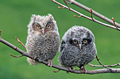 Pair of fledgling screech owls on a branch