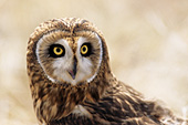 Short-eared owl