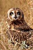 Short-eared owl camouflaged in prairie grass