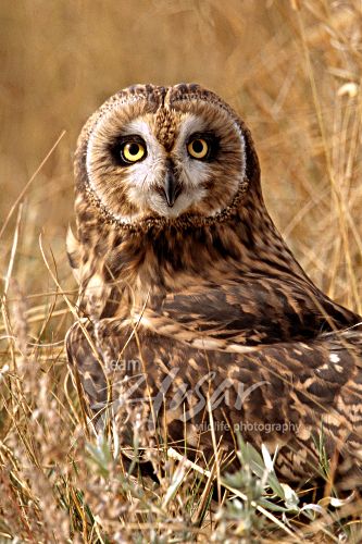 Short-eared owl camouflaged in prairie grass Colorado