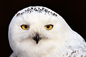 Snowy owl portrait