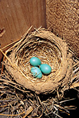 Robin's nest and eggs