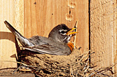 Nesting robin