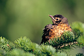 Robin fledgling in a pine tree