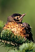 Robin fledgling in a pine tree
