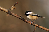 Chickadee perched on a branch