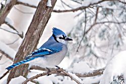 Blue Streak -- Blue Jay
