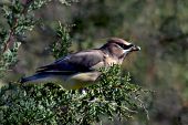 Cedar waxwing eating a cone from a red cedar tree