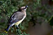 Cedar waxwing eating a cone from a red cedar tree