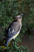 Cedar waxwing eating a cone from a red cedar tree