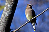 Cedar waxwing perched in a tree