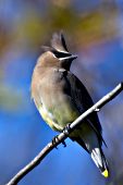 Cedar waxwing perched in a tree